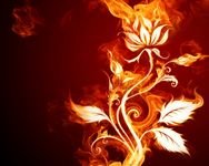 pic for Fire Flower 